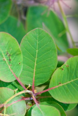 Cotinus coggygria 'Smokey Joe' - ruj vlasatá - list léto